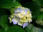 luz3's picture